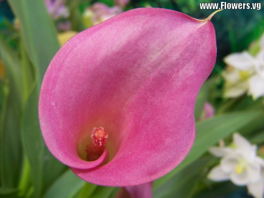 calla lily pink